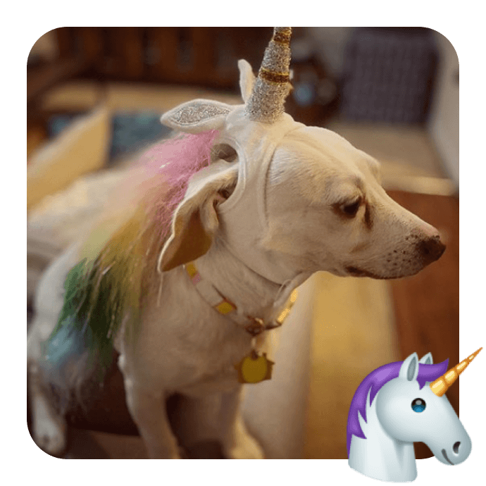 unicorn dog