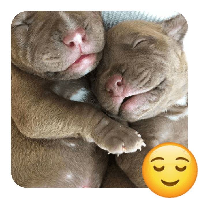 two puppies sleeping