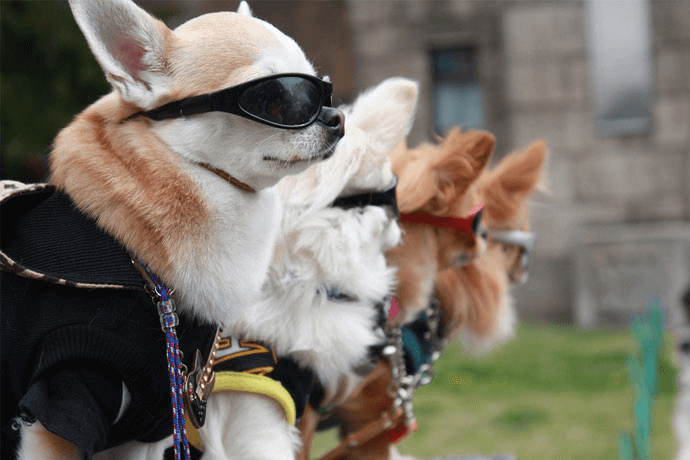 dog wearing sunglasses
