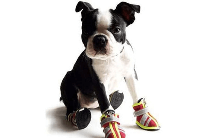 dog wearing shoes