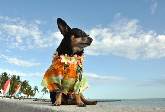 floral dog shirt