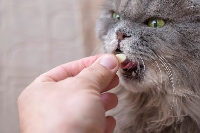 treatment for cat sneezing