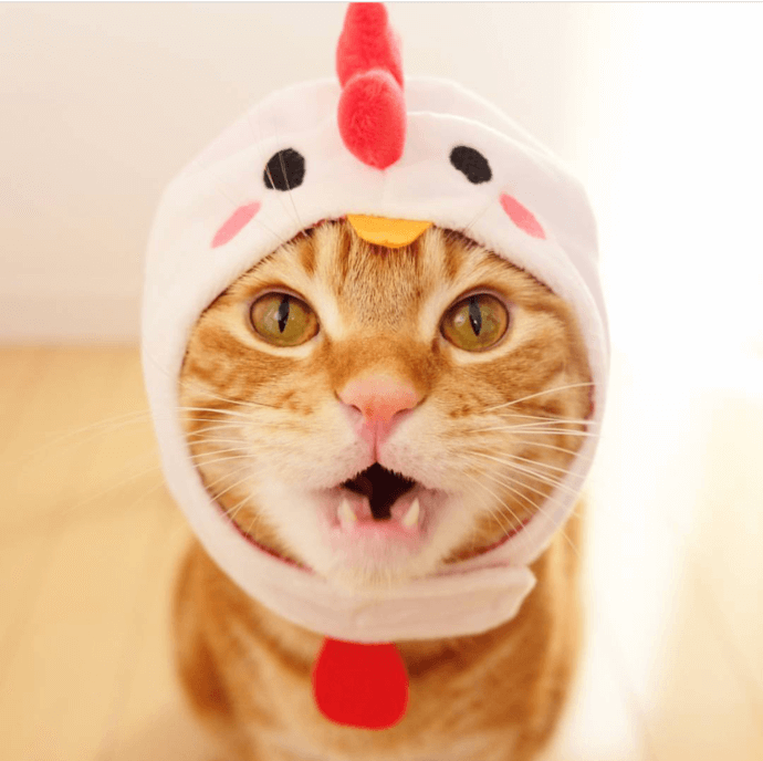 chicken cat