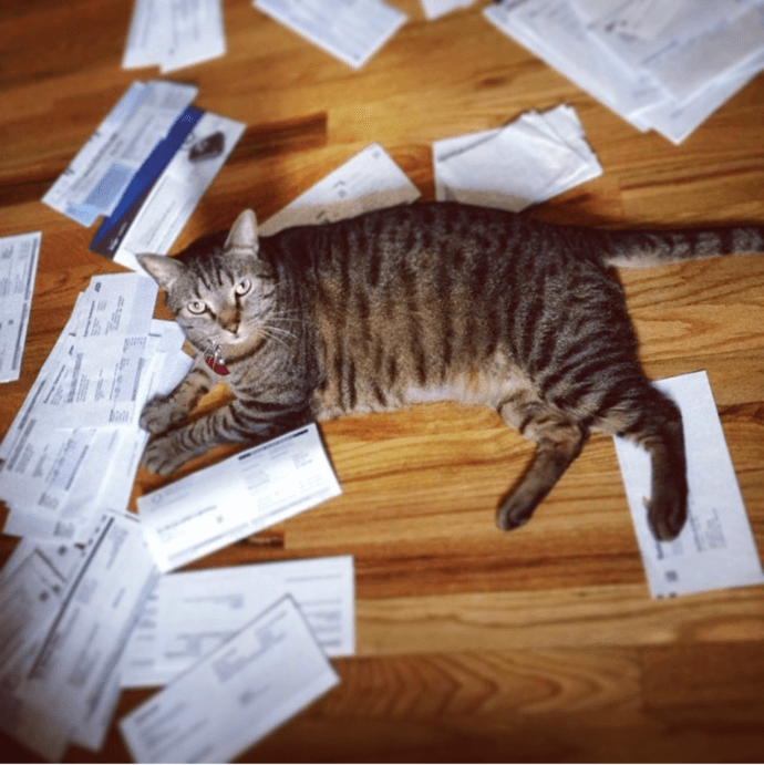 cat in receipts