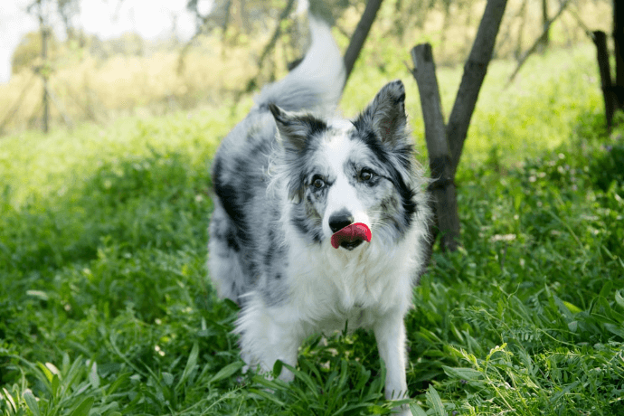 Border Collie in the grass
