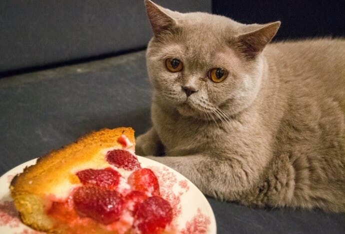 a cat and a pie