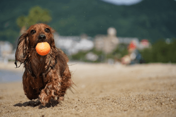 Dachshund holding a ball