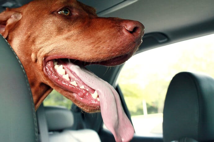 dog with tongue in a car
