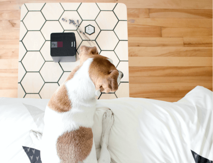 dog plays with Petcube pet camera