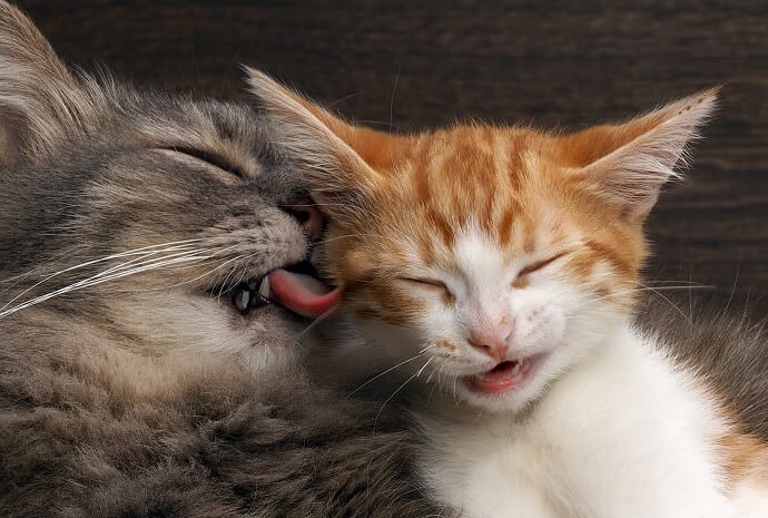 a cat licking a kitten