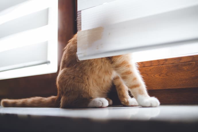 cat near a window