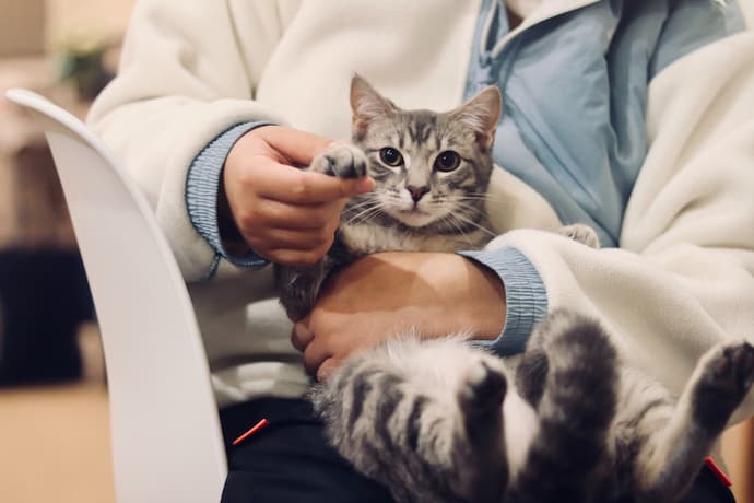 cat vet checkup