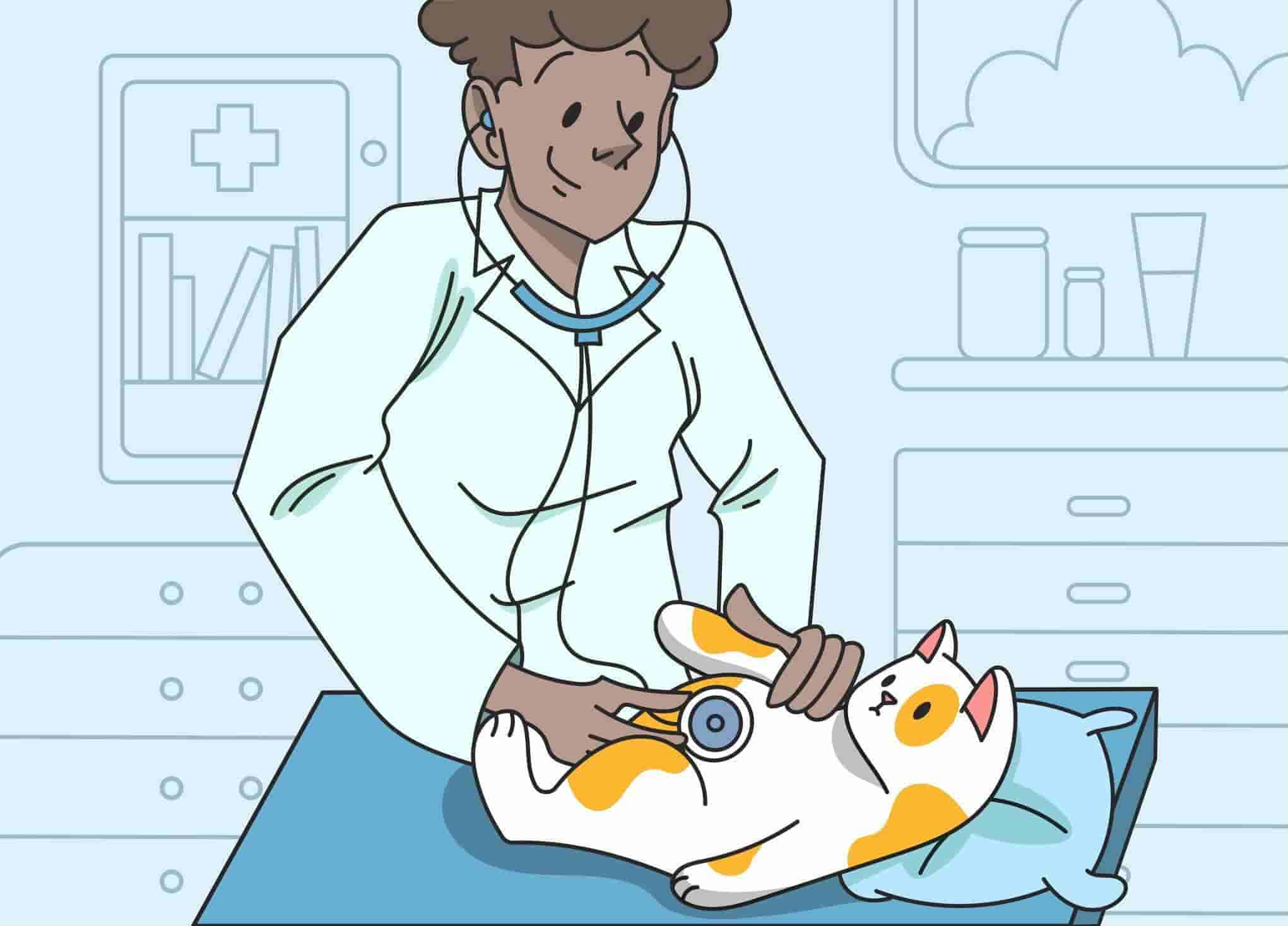 How Often Should You Take a Cat to a Vet?