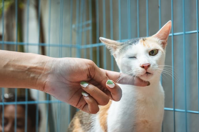 how often should cats go to the vet