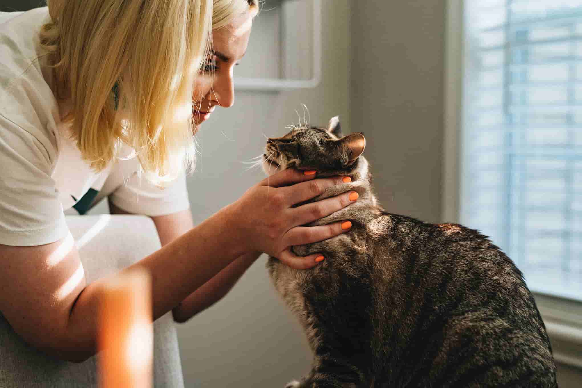 Heavy Breathing in Cats Reasons, Treatment & Prevention