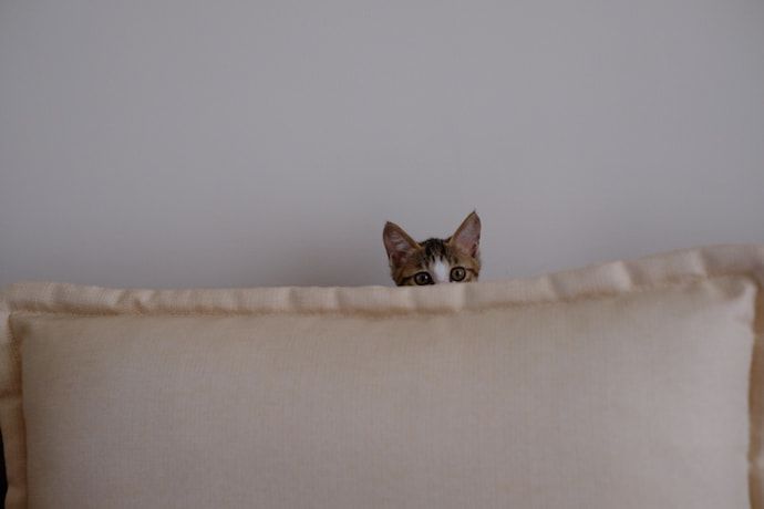 new cat hides