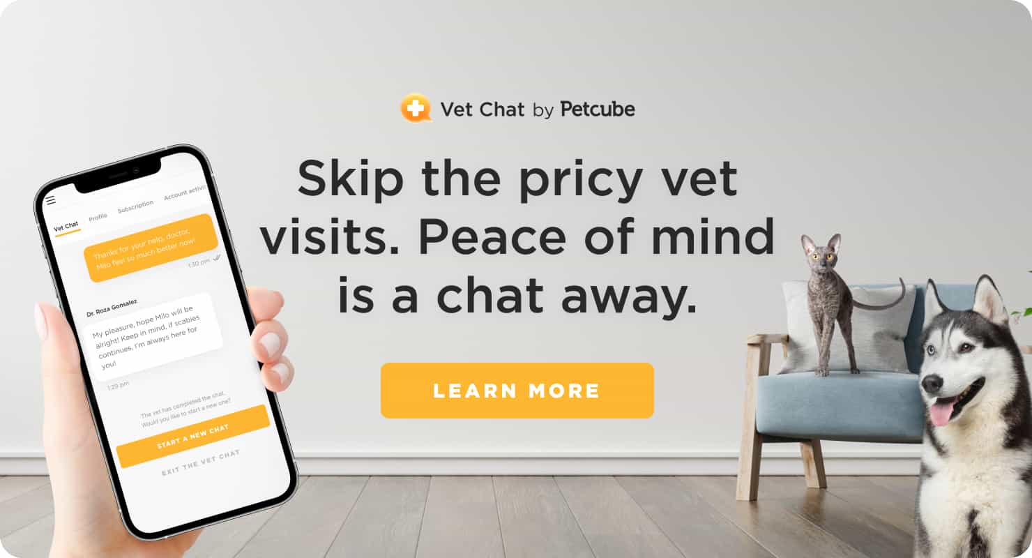 Petcube vet services