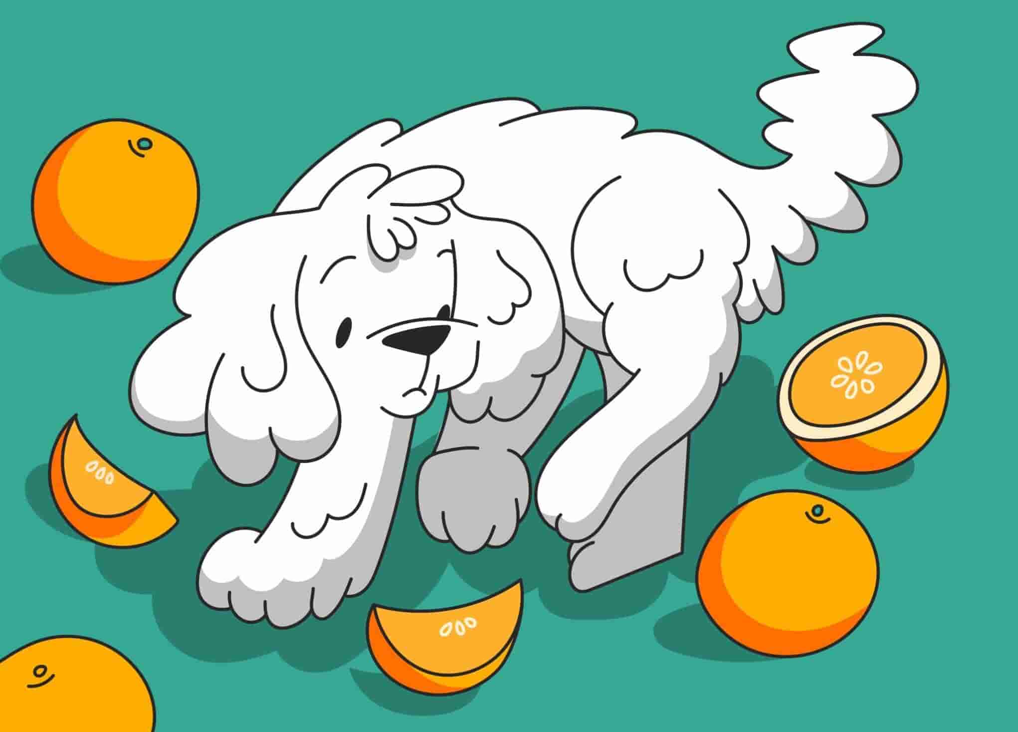 Can Dogs Eat Oranges? Benefits of The Tasty Citrus