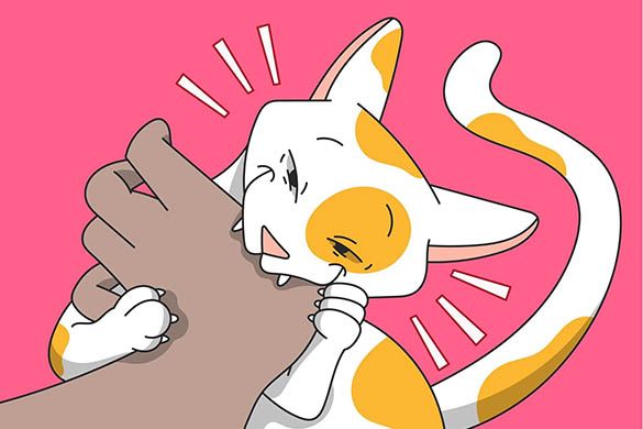 What Does It Actually Mean When a Cat Bites You?