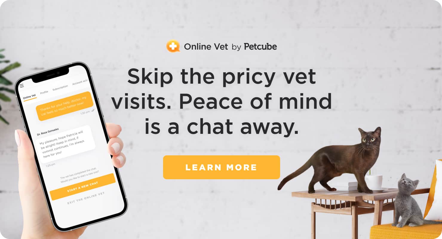 Petcube vet services