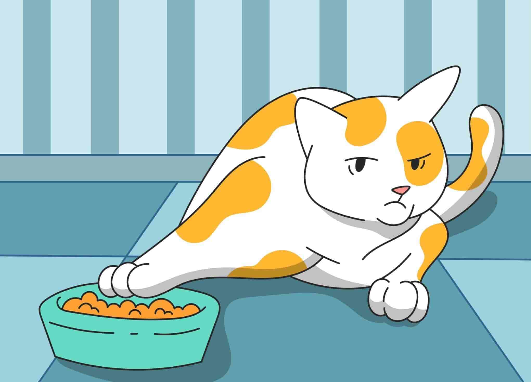 What to Do When Your Cat Is Not Eating