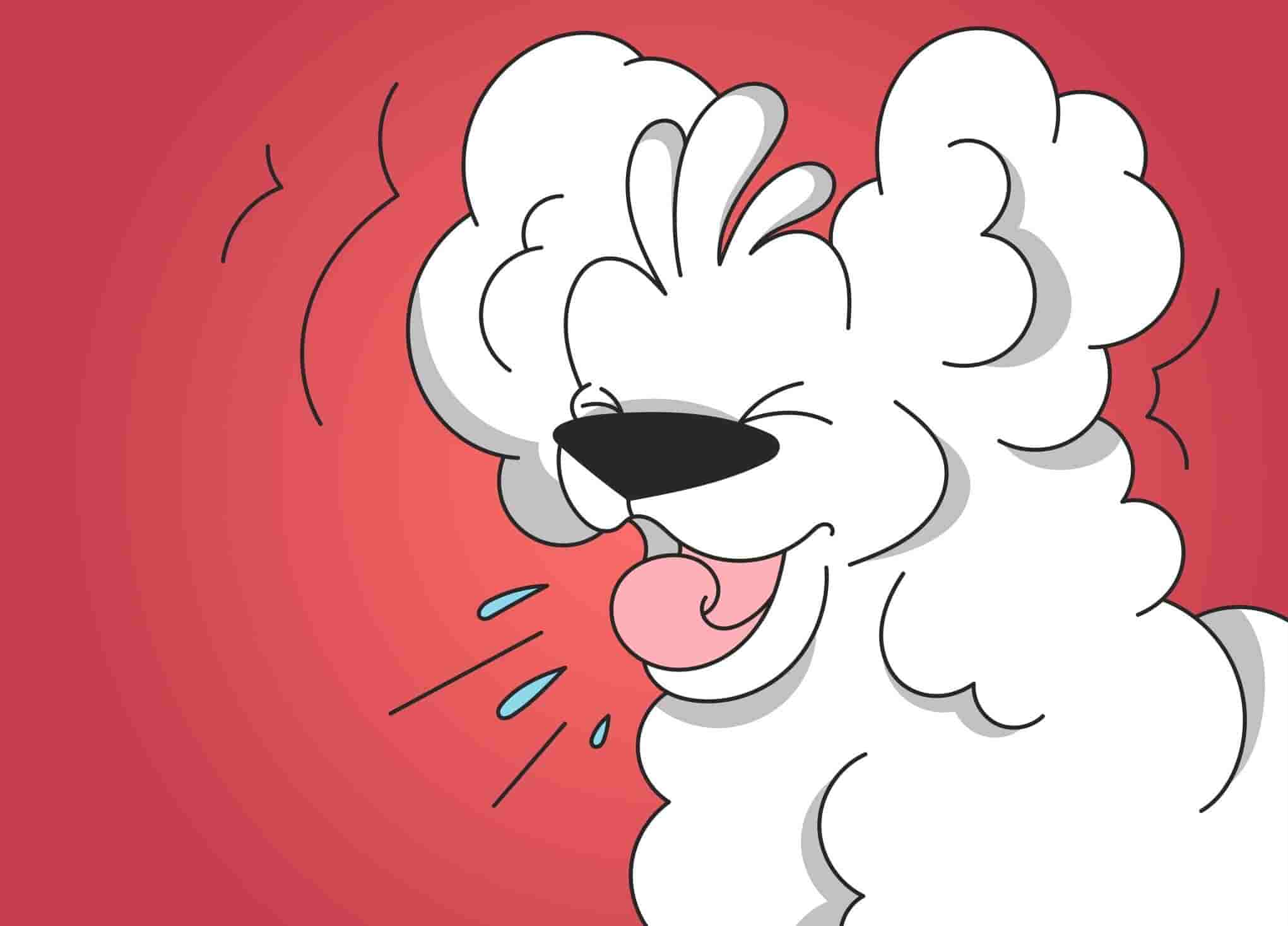 Bless You! Why Is My Dog Sneezing So Much?